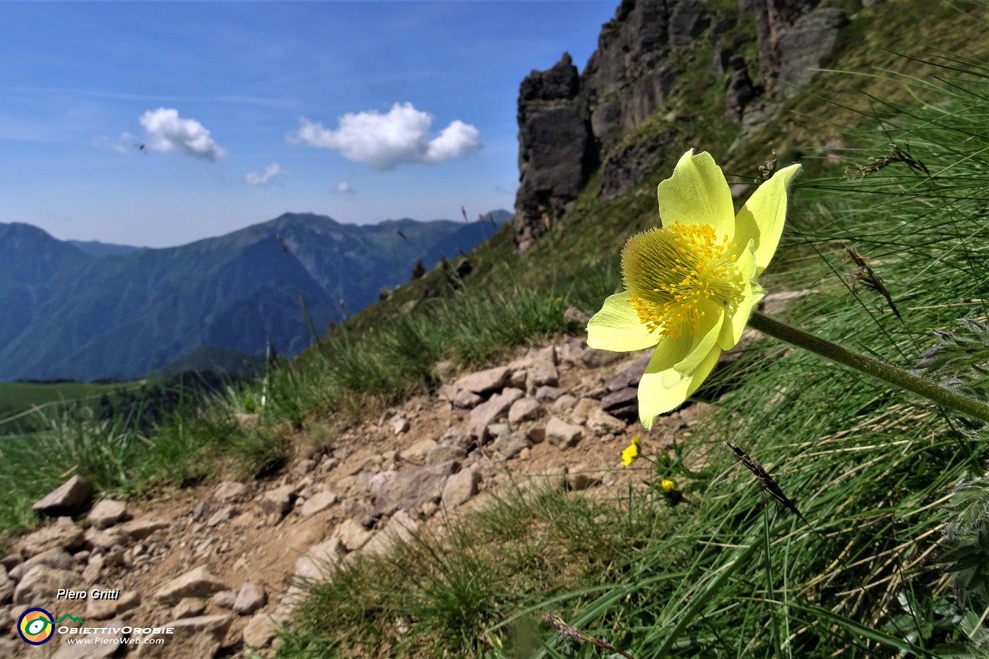 25 Pulsatilla alpina sulfurea.JPG -                                